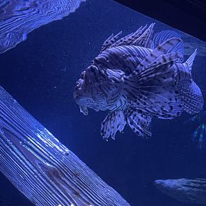 Lionfish
