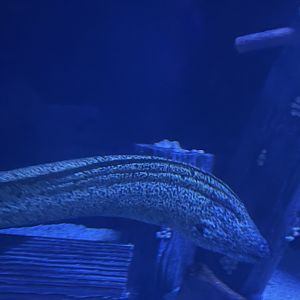 Spotted Moray Eel