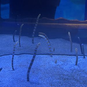 Spotted and Splendid Garden Eels