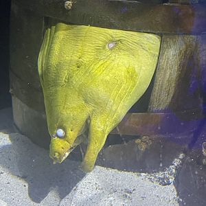 Green Moray Eel