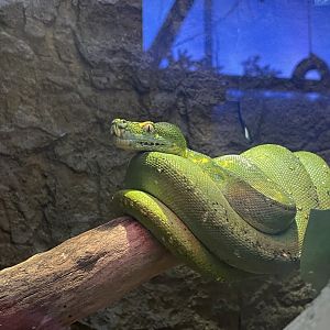 Green Tree Python