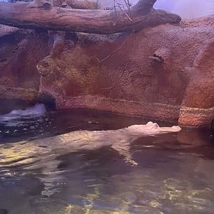 Albino Alligator