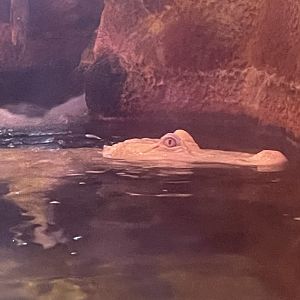 Albino Alligator