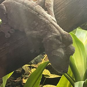 Henkel’s Leaf-Tailed Gecko