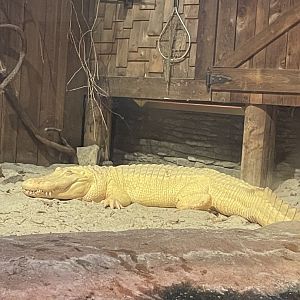 Albino Alligator