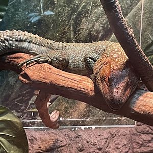 Caiman Lizard