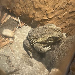 Cane Toad