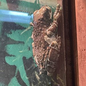 Amazon Milk Frog