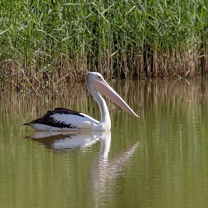 Australian Pelican