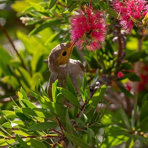 White-plumed Honeyeater