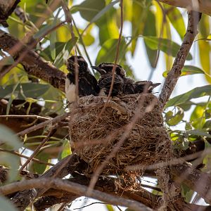 Willie Wagtail chicks