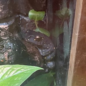 Yellow-Spotted Climbing Toad