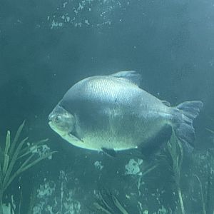 Black Pacu