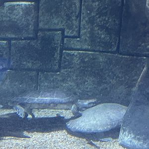 Arrau Turtles