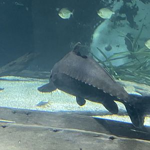 Ripsaw Catfish