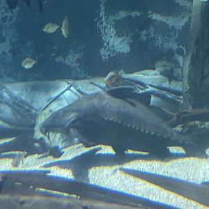 Ripsaw Catfish
