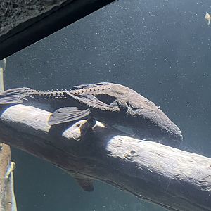 An Enormous Pleco