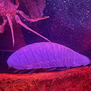 Giant Isopod