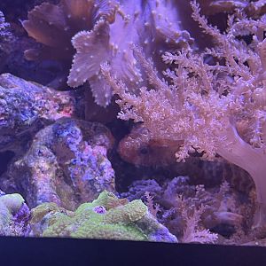 Dwarf Fuzzy Lionfish