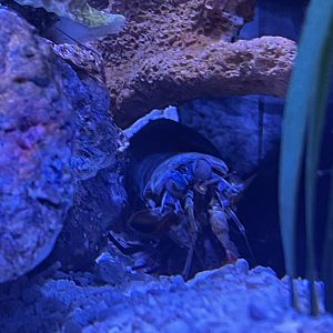 Peacock Mantis Shrimp