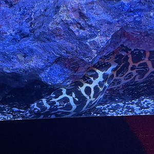 Honey Comb Moray Eel