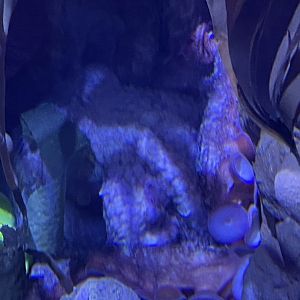 Giant Pacific Octopus