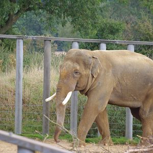 Ming Jung- Asian elephant bull- 21/9/2024
