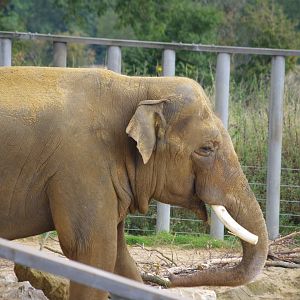Ming Jung- Asian elephant bull- 21/9/2024