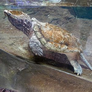 Alligator Snapping Turtle