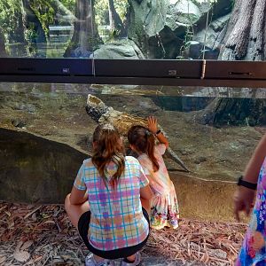 Alligator Snapping Turtle exhibit