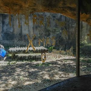 Christmas message from the gorillas