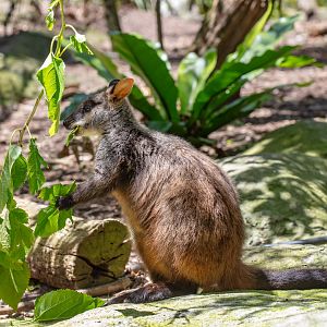 Brush-tailed Rock-wallaby