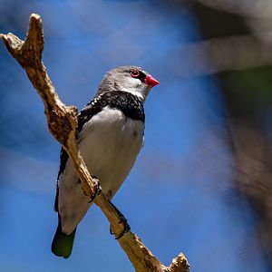 Diamond Firetail