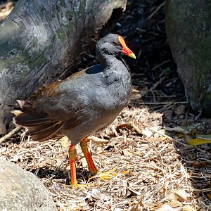 Dusky Moorhen