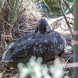 Freckled Duck