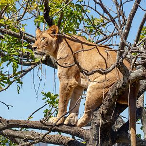 Lion in a tree