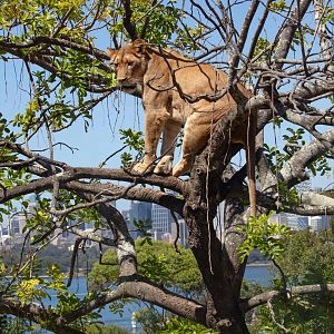 Lion in a tree