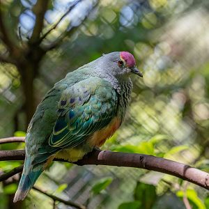Rose-crowned Fruit-dove