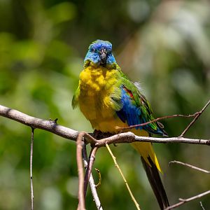Turquoise Parrot