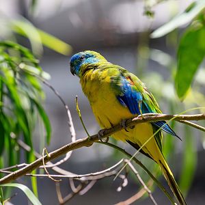 Turquoise Parrot