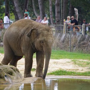 Nang Phaya- Asian elephant calf- 21/9/2024
