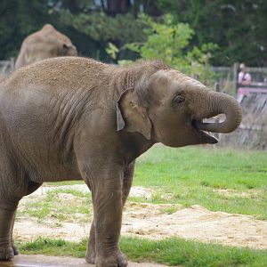 Nang Phaya- Asian elephant calf- 21/9/2024