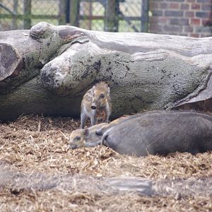 Visayan warty pigs- 21/9/2024