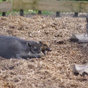 Visayan warty pigs- 21/9/2024