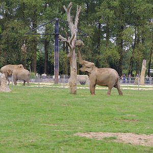 View of Asian elephant herd from lower viewing area- 21/9/2024