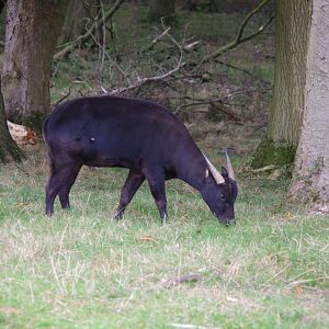 Lowland anoa (m)- 21/9/2024
