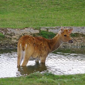 Barashinga- 21/9/2024