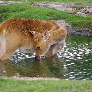 Barashinga- 21/9/2024