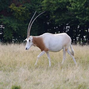 Scimitar-horned oryx- 21/9/2024