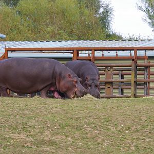Lola and Hodor- Common hippos- 21/9/2024